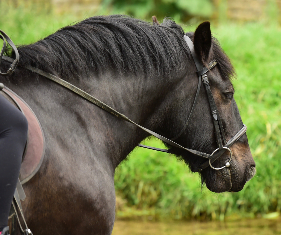 A beautiful dark brown, almost black horse, hacking through countryside